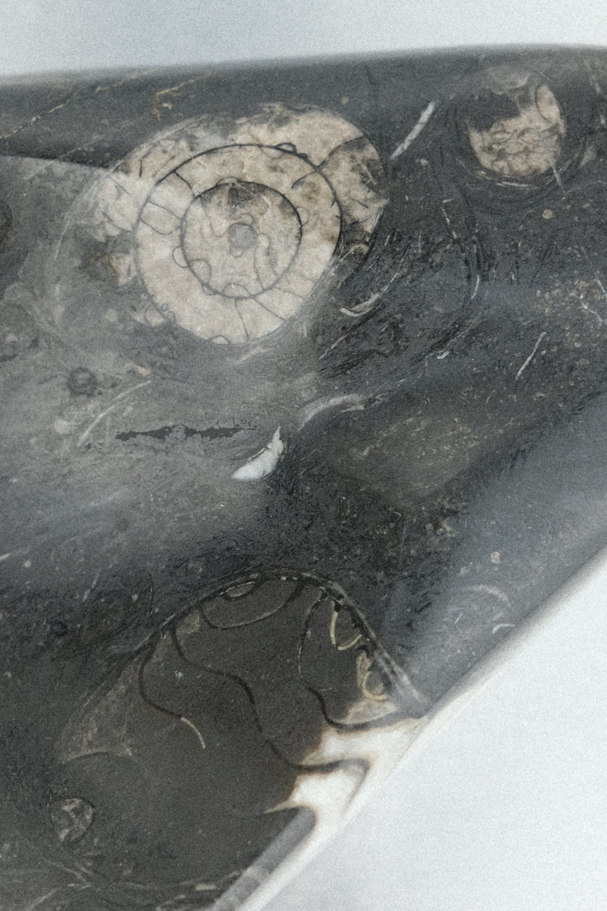 vide-poche fossile orthoceras