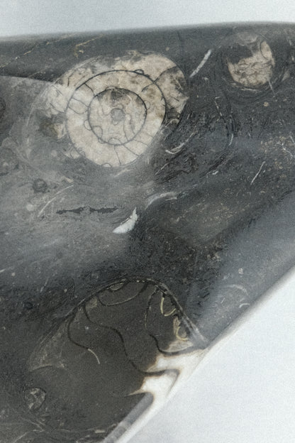 vide-poche fossile orthoceras