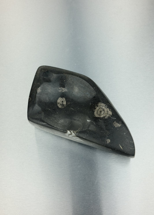 vide-poche fossile orthoceras