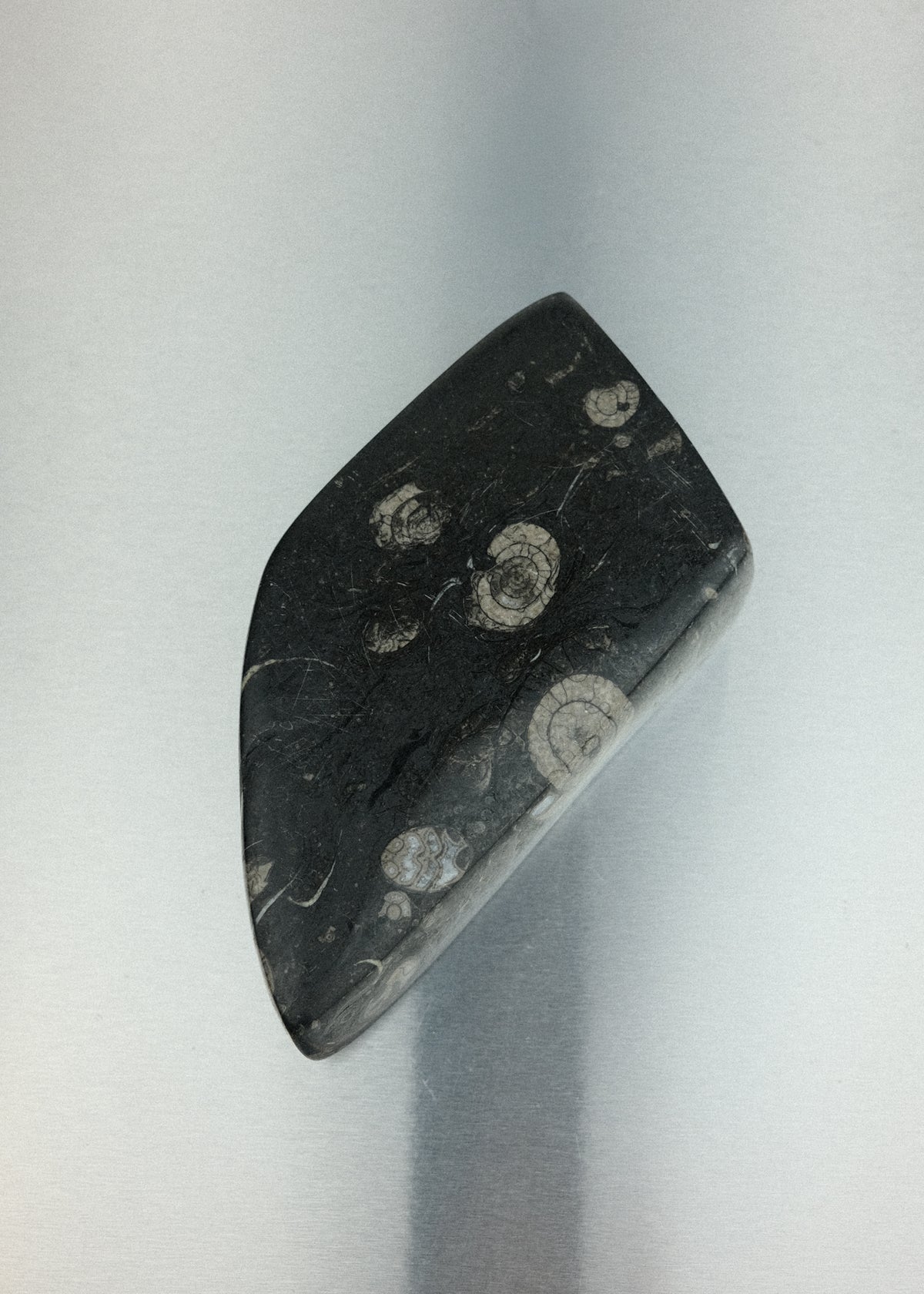 vide-poche fossile orthoceras