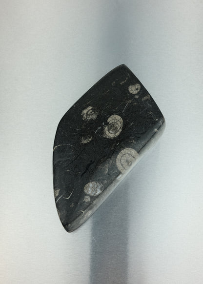 vide-poche fossile orthoceras